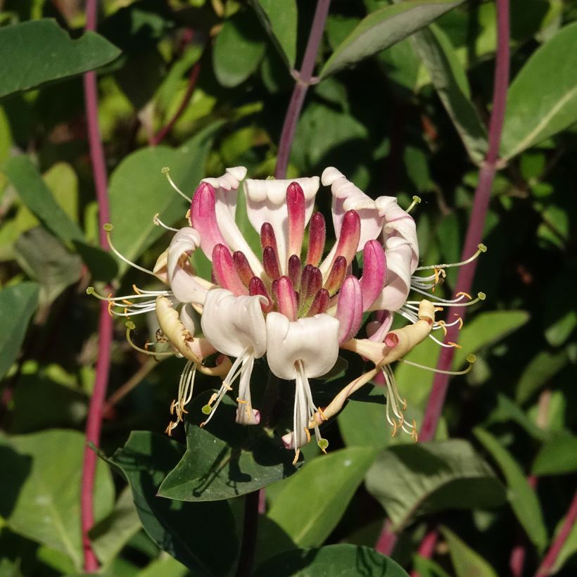 Lonicera periclymenum Belgica (Flowering)