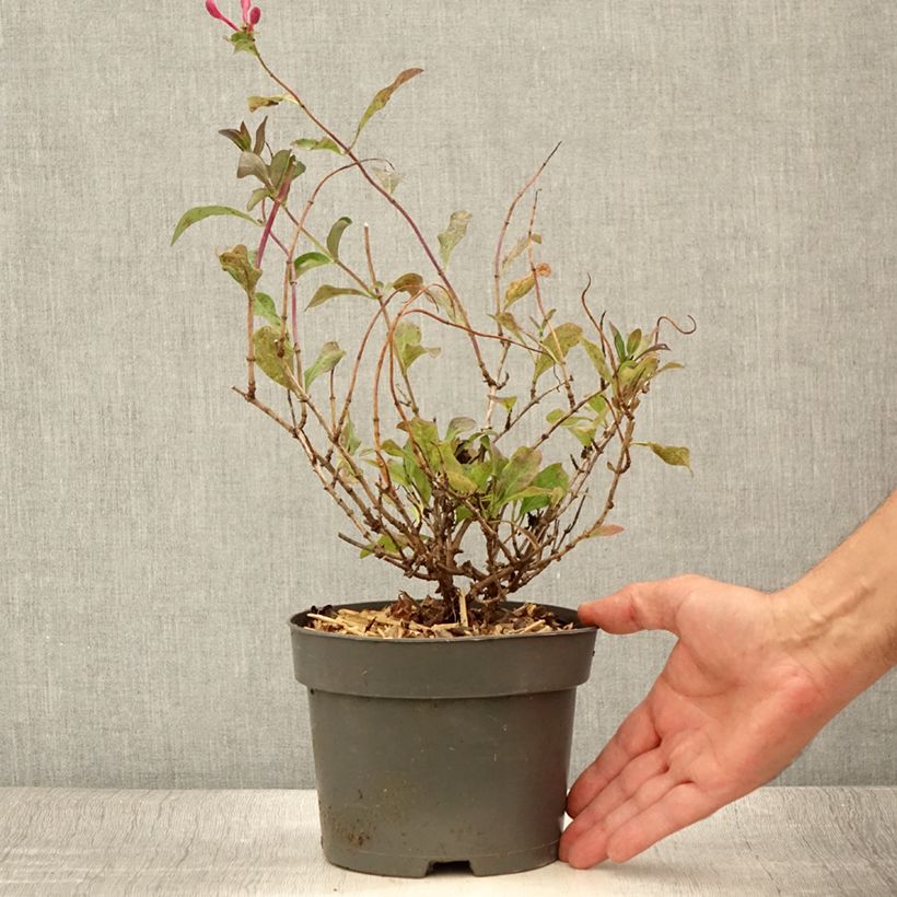 Lonicera periclymenum Chic et Choc - Common Honeysuckle 2L/3L pot sample as delivered in summer