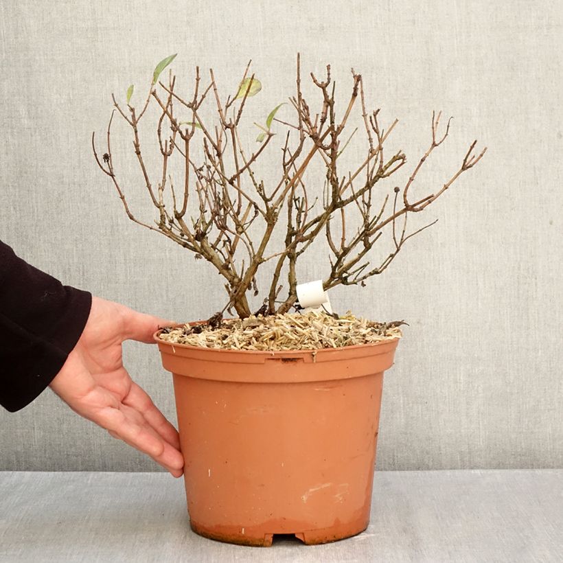 Lonicera periclymenum Chic et Choc - Common Honeysuckle 2L/3L pot sample as delivered in autumn