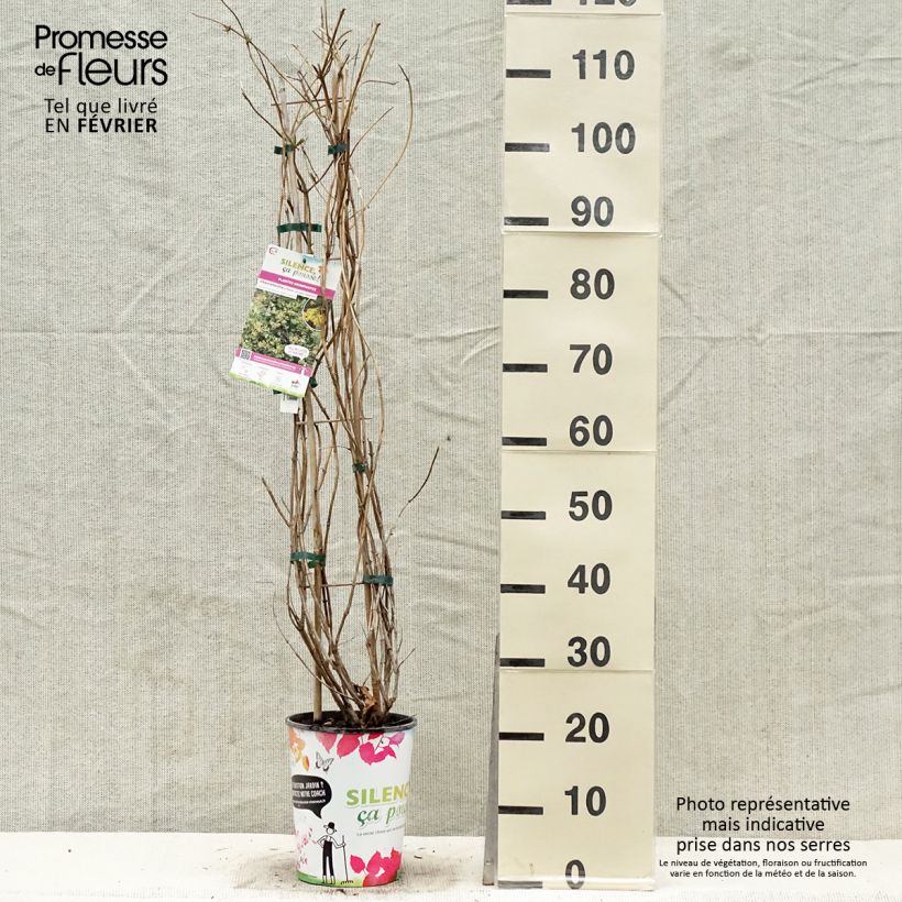 Lonicera x brownii Golden Trumpet (R) Mintrump 2L/3L pot sample as delivered in winter