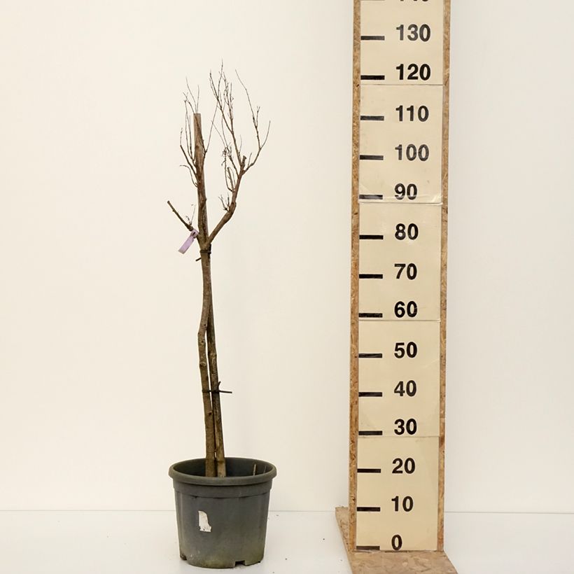 Chilopsis linearis 7.5L/10L pot sample as delivered in winter