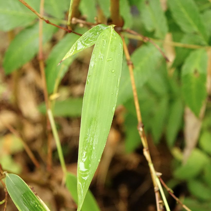 Chimonobambusa tumidissinoda Macrophylla (Foliage)