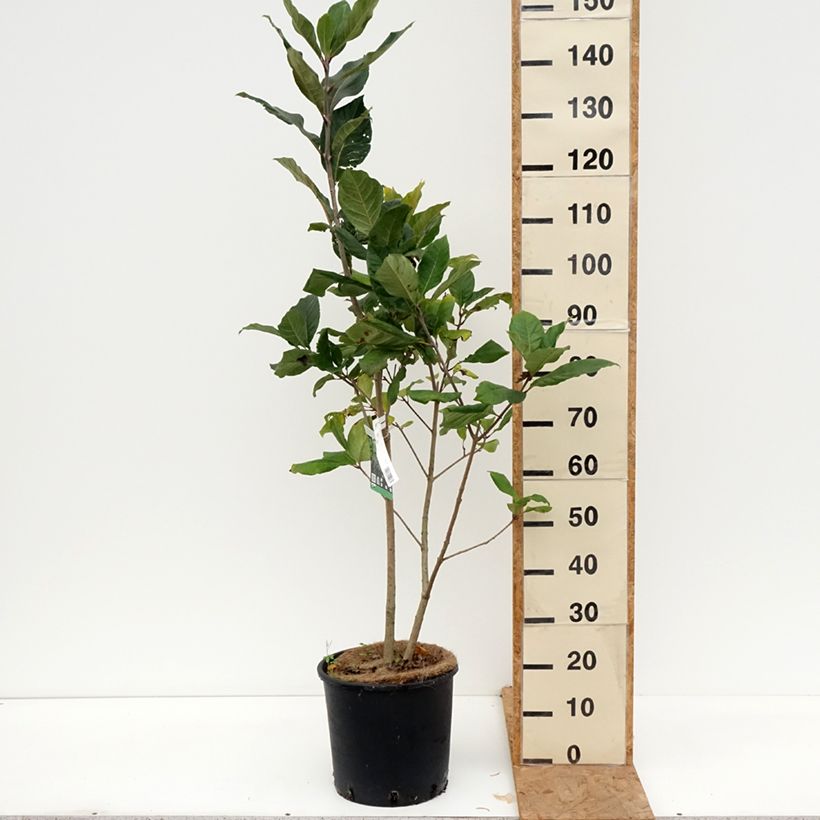 Chionanthus virginicus 7.5L/10L pot sample as delivered in autumn