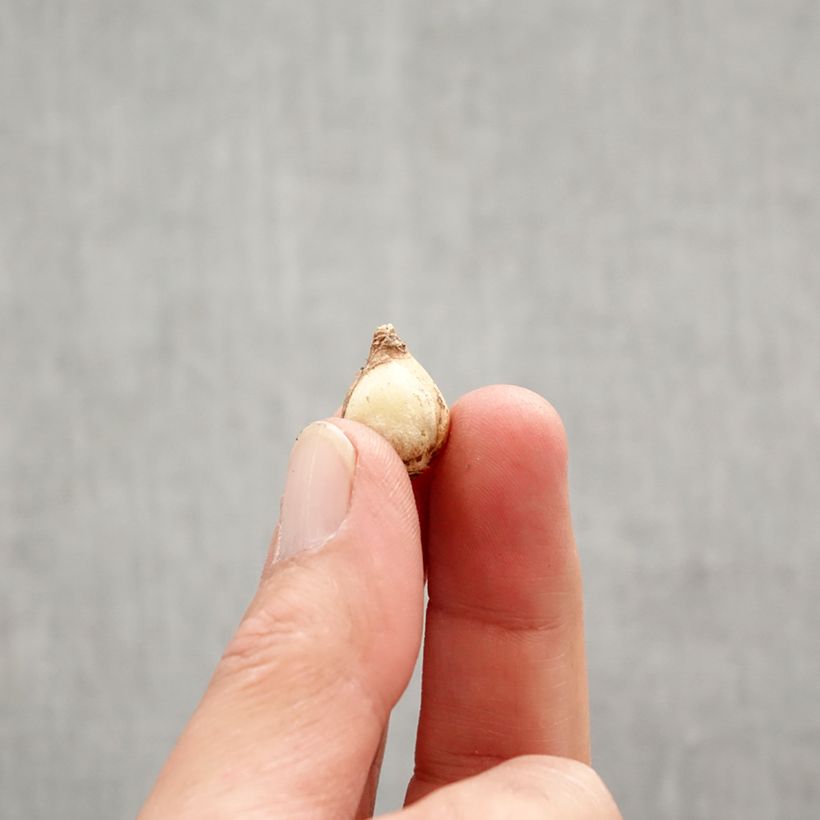 Chionodoxa forbesii Mix Bulb size 5+ sample as delivered in spring