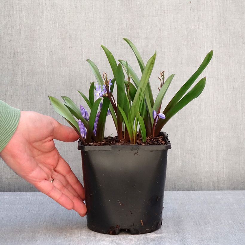 Chionodoxa forbesii Blue Giant 2L/3L pot size 5+ sample as delivered in winter