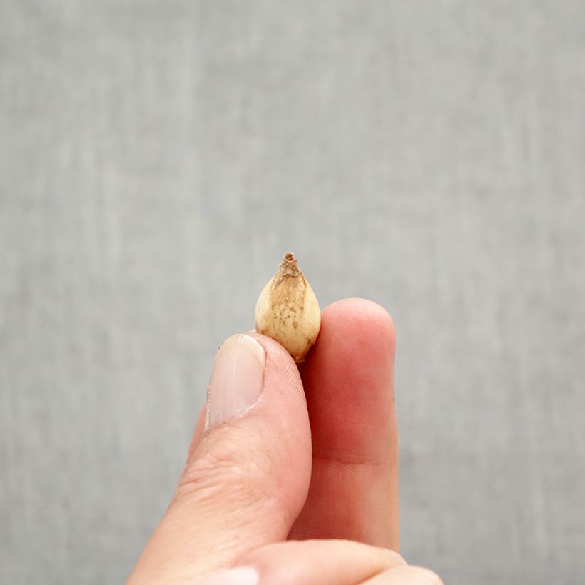 Chionodoxa forbesii Bulb size 5+ sample as delivered in spring