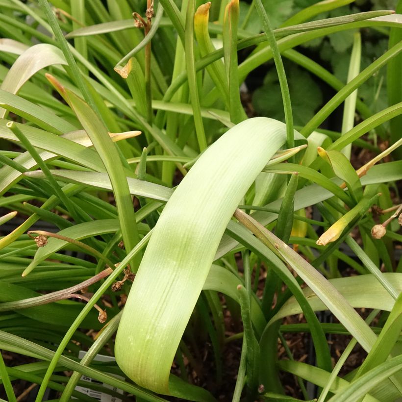 Chionodoxa forbesii Pink Giant (Foliage)