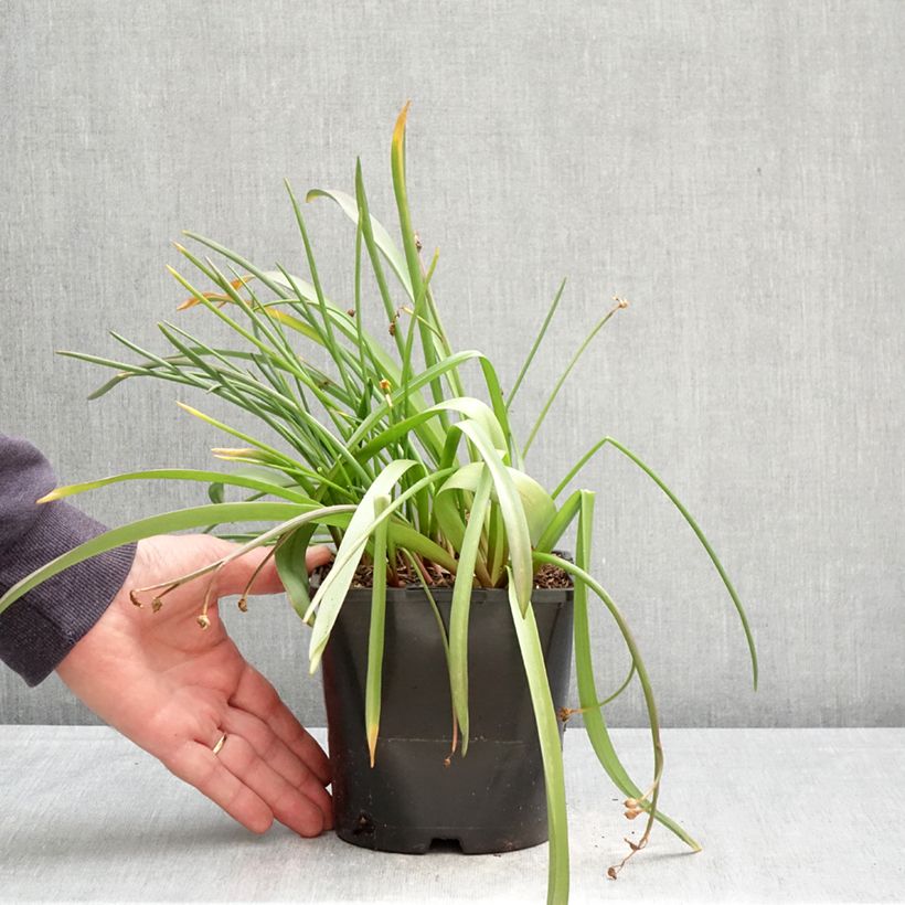 Chionodoxa forbesii Pink Giant 2L/3L pot size 4/6 sample as delivered in spring