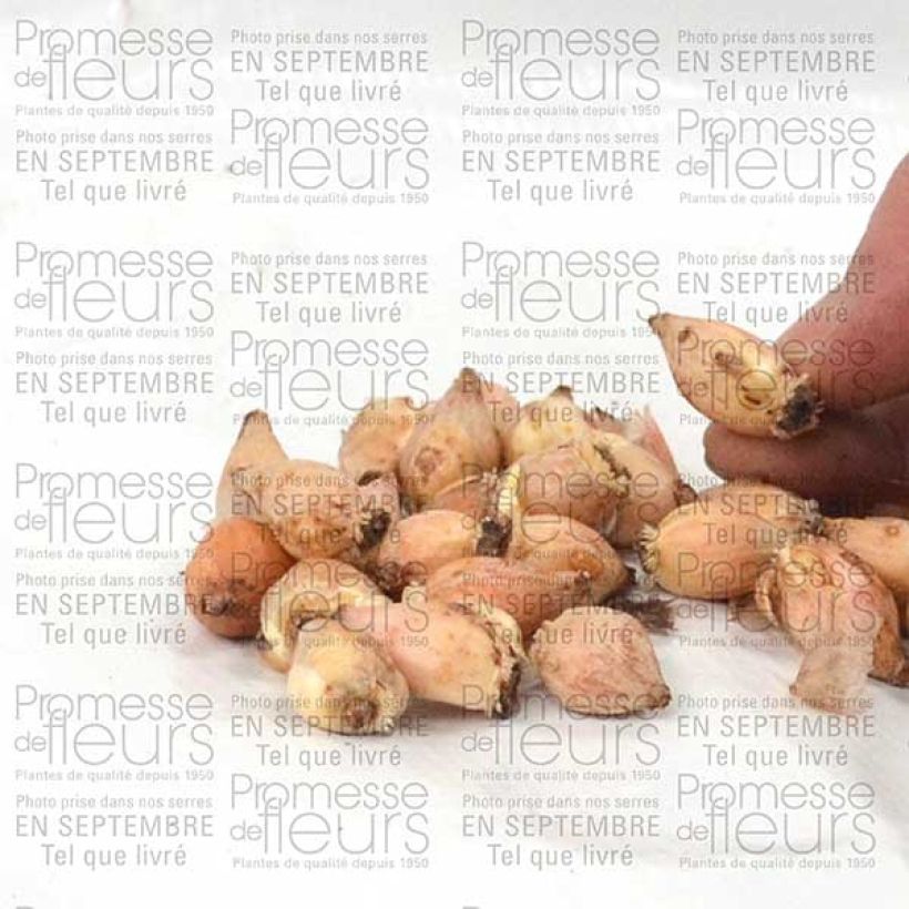 Example of Chionodoxa luciliae Alba Bulb size 5+ specimen as delivered