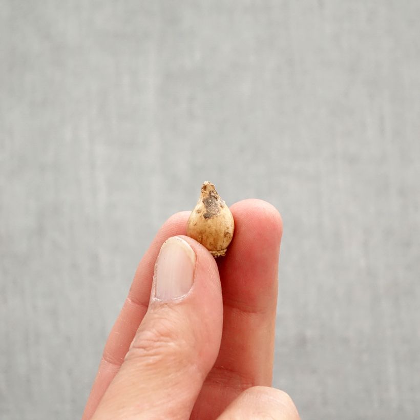 Chionodoxa luciliae Alba Bulb size 5+ sample as delivered in spring