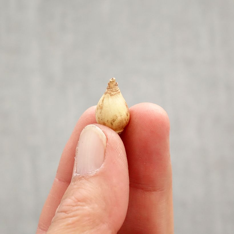 Chionodoxa luciliae Rosy Queen Bulb size 5+ sample as delivered in spring