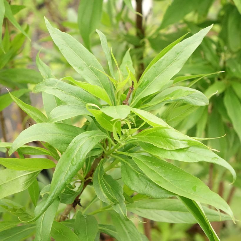 Chitalpa tashkentensis Pink Dawn (Foliage)