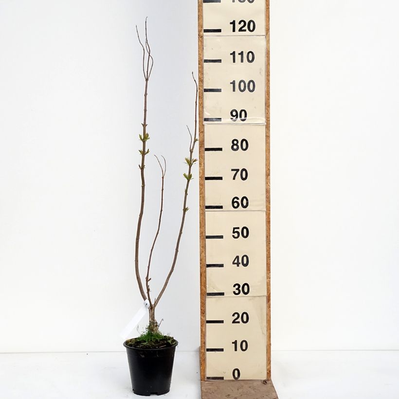 Chitalpa tashkentensis Pink Dawn 4L/5L pot sample as delivered in spring