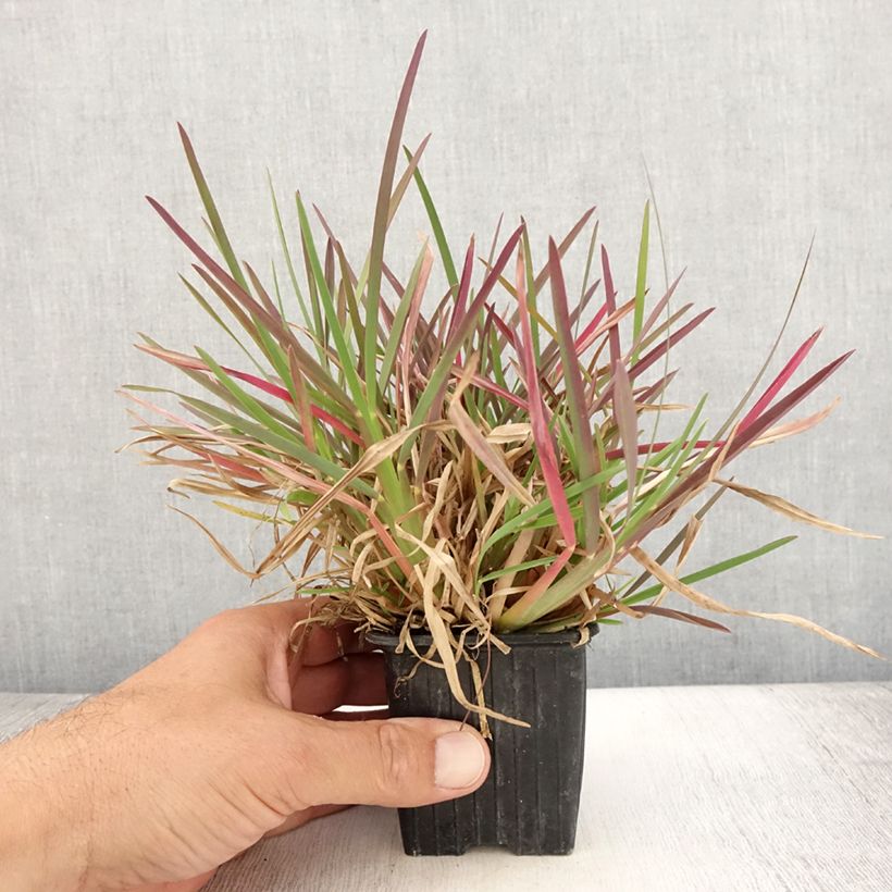Chloris distichophylla 8/9 cm pot sample as delivered in summer