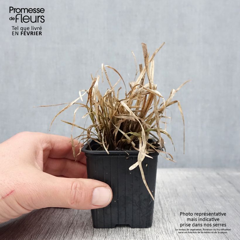 Chloris distichophylla 8/9 cm pot sample as delivered in winter