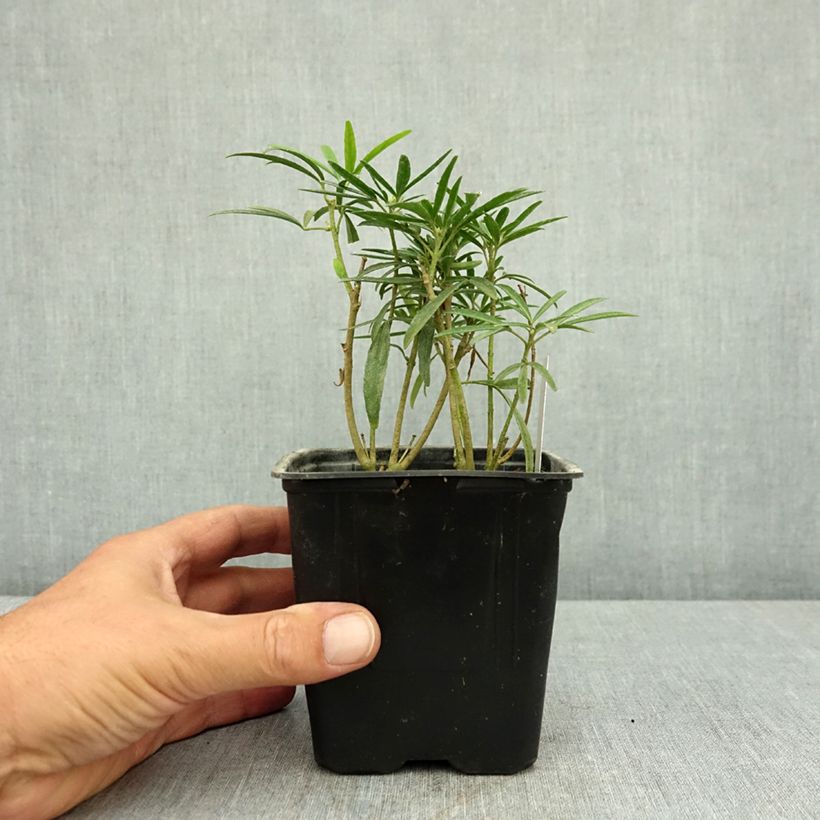 Choisya Aztec Pearl - Mexican Orange Blossom 12cm pot sample as delivered in summer