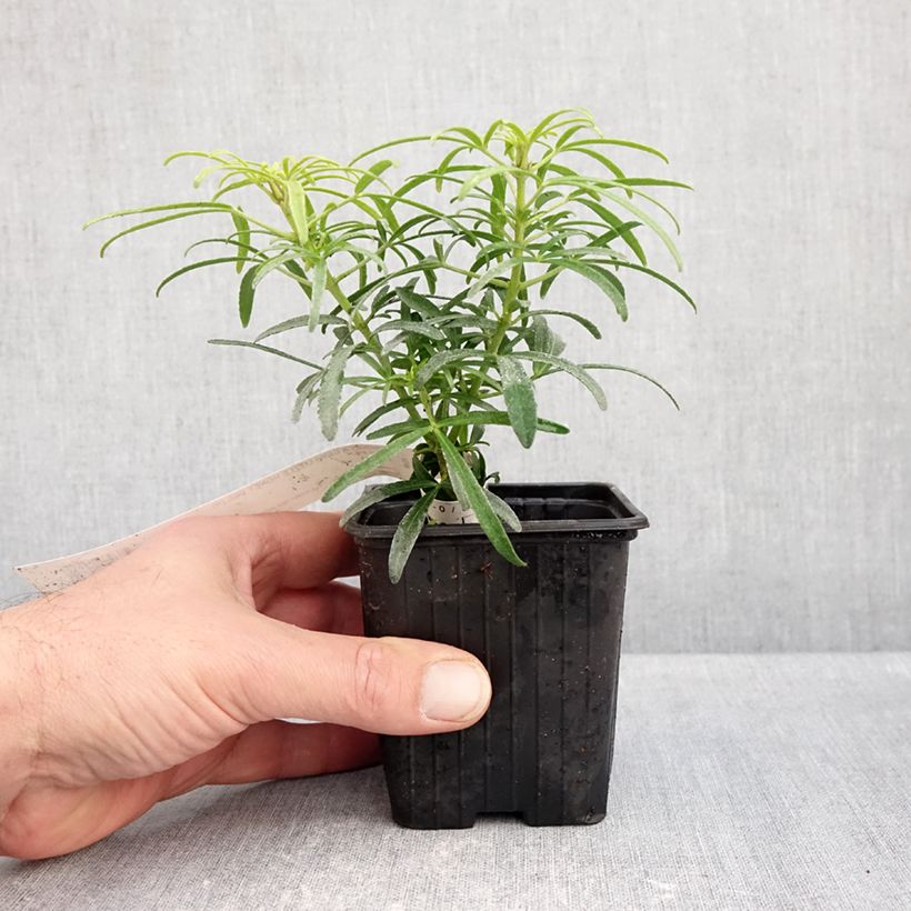 Choisya x dewitteana Little Honey Bee - Mexican Orange Blossom 8/9 cm pot sample as delivered in autumn