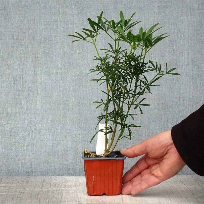 Choisya ternata Scented Gem - Mexican Orange Blossom 8/9 cm pot sample as delivered in spring