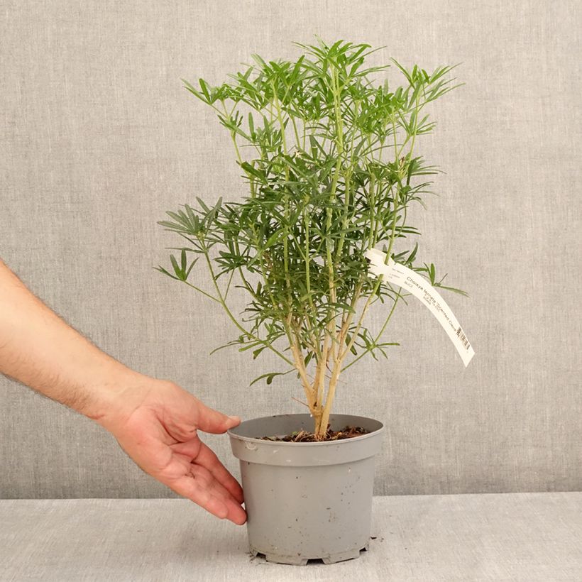 Choisya ternata Scented Gem - Mexican Orange Blossom 2L/3L pot sample as delivered in summer