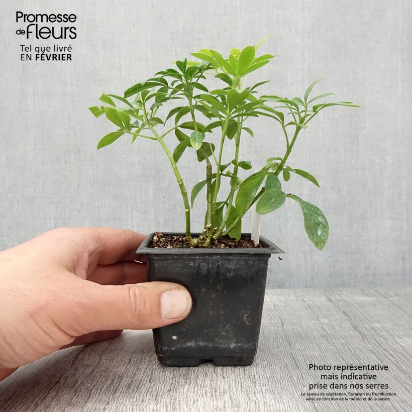 Choisya ternata Sundance - Mexican orange blossom 8/9 cm pot sample as delivered in winter