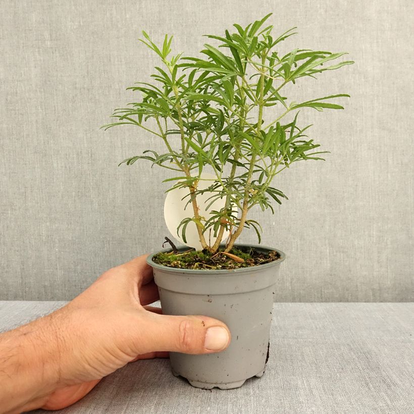 Choisya White Dazzler - Dwarf Mexican Orange 12cm pot sample as delivered in summer