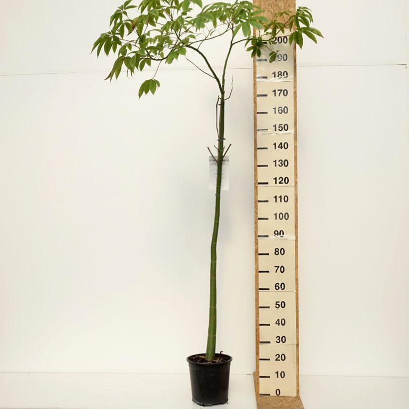 Ceiba speciosa 7.5L/10L pot sample as delivered in autumn