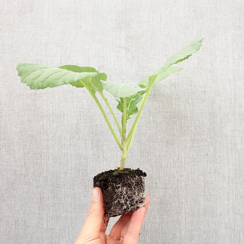 Cabbage Tête de Pierre F1 Plants - Brassica oleracea capitata Plug plant 3/4cm sample as delivered in spring