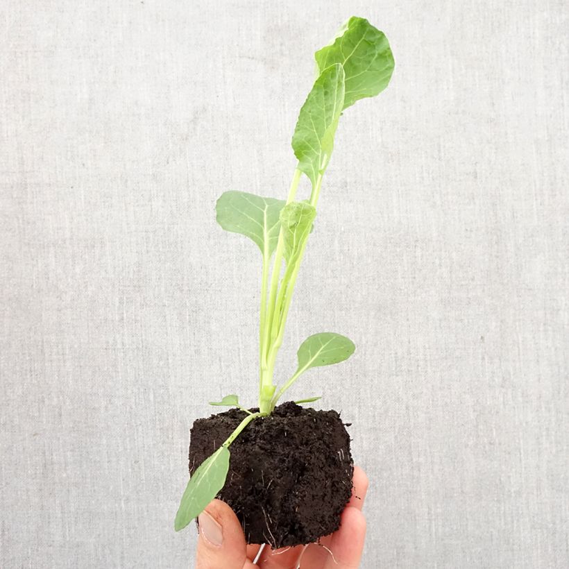 Brussels Sprout Bright F1 plants - Brassica oleracea gemmifera Plug plant 3/4cm sample as delivered in spring