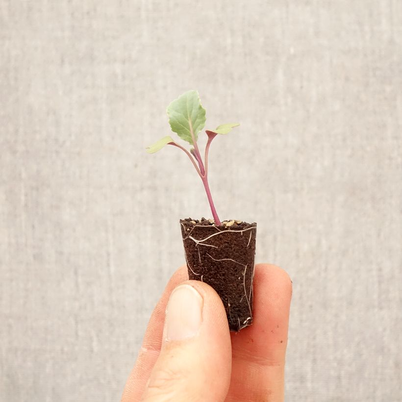 Cauliflower Freedom F1 - Brassica oleracea Plug plant 3/4cm sample as delivered in spring