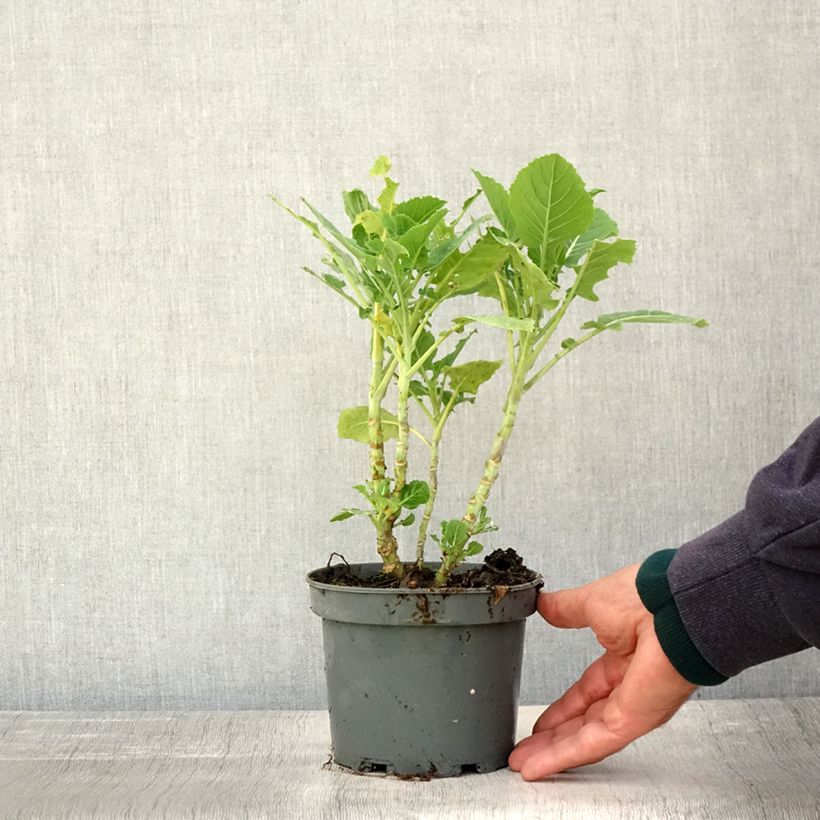 Daubenton's Perpetual Cabbage plant - Brassica oleracea ramosa 1.5L/2L pot sample as delivered in autumn