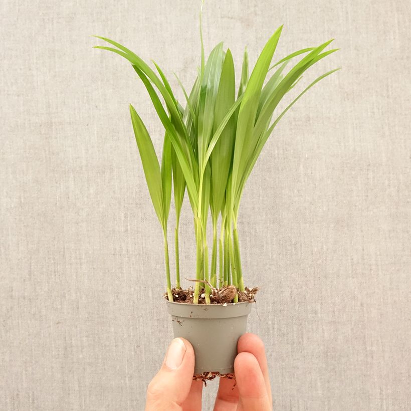Chrysalidocarpus lutescens  - Aréca des fleuristes, Palmiste multipliant, Palmier d'Arec mini plant sample as delivered in spring