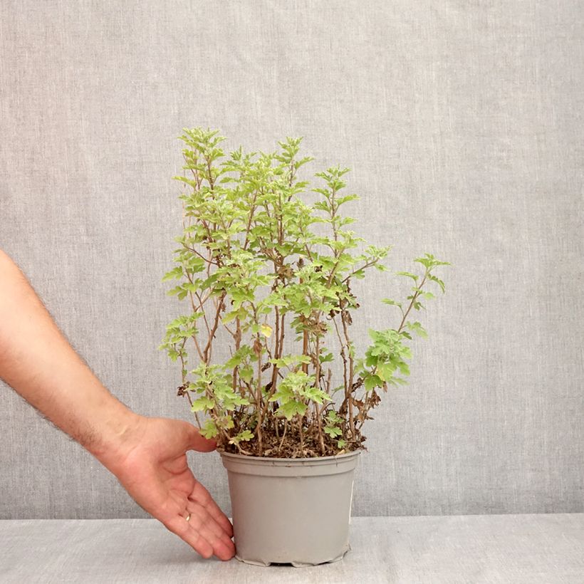 Chrysanthemum indicum Bienchen 2L/3L pot sample as delivered in summer