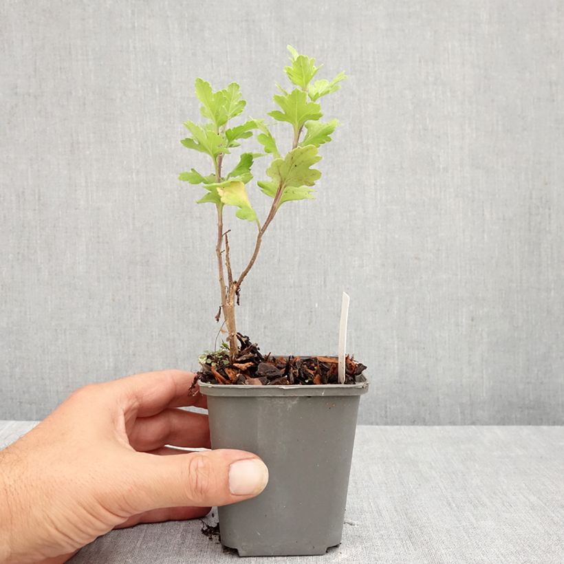 Chrysanthemum indicum Cedie Mason 8/9 cm pot sample as delivered in summer