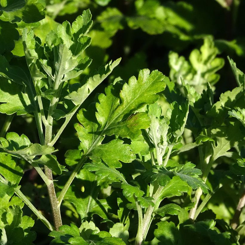 Chrysanthemum indicum Citronella (Foliage)
