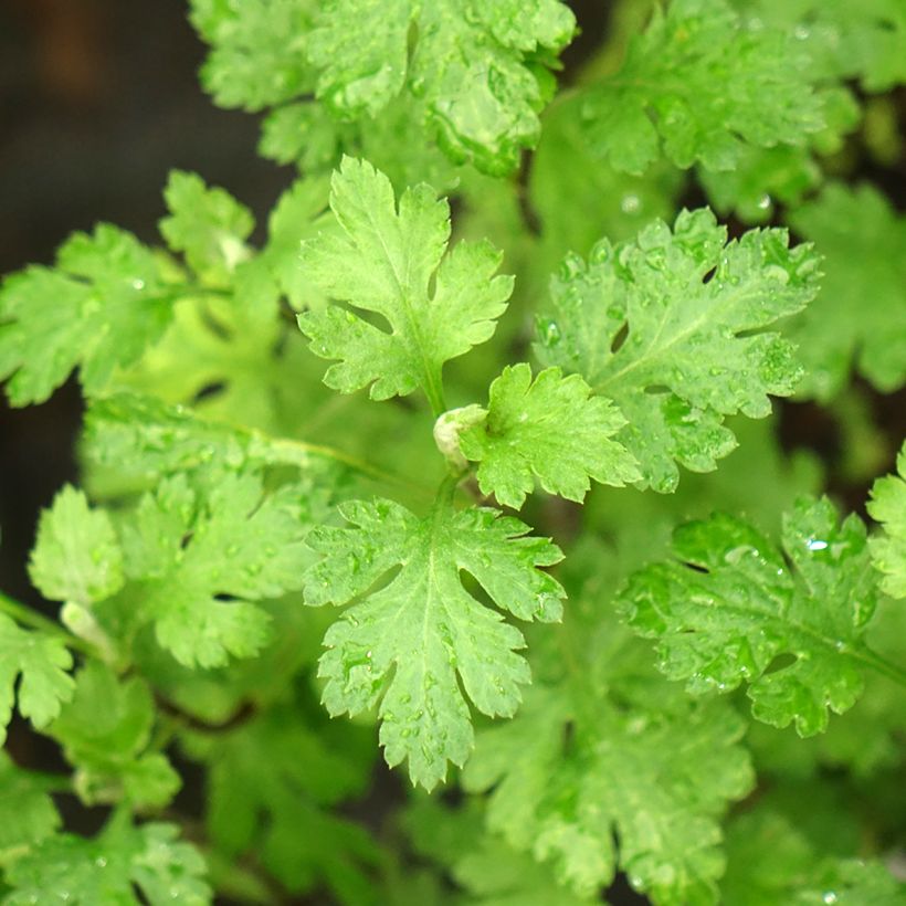 Chrysanthemum indicum Cottage Apricot (Foliage)