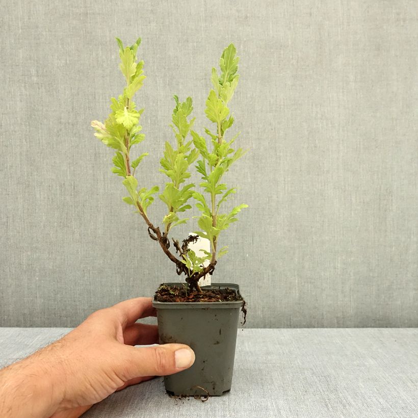 Chrysanthemum indicum Goldmarianne 8/9 cm pot sample as delivered in summer