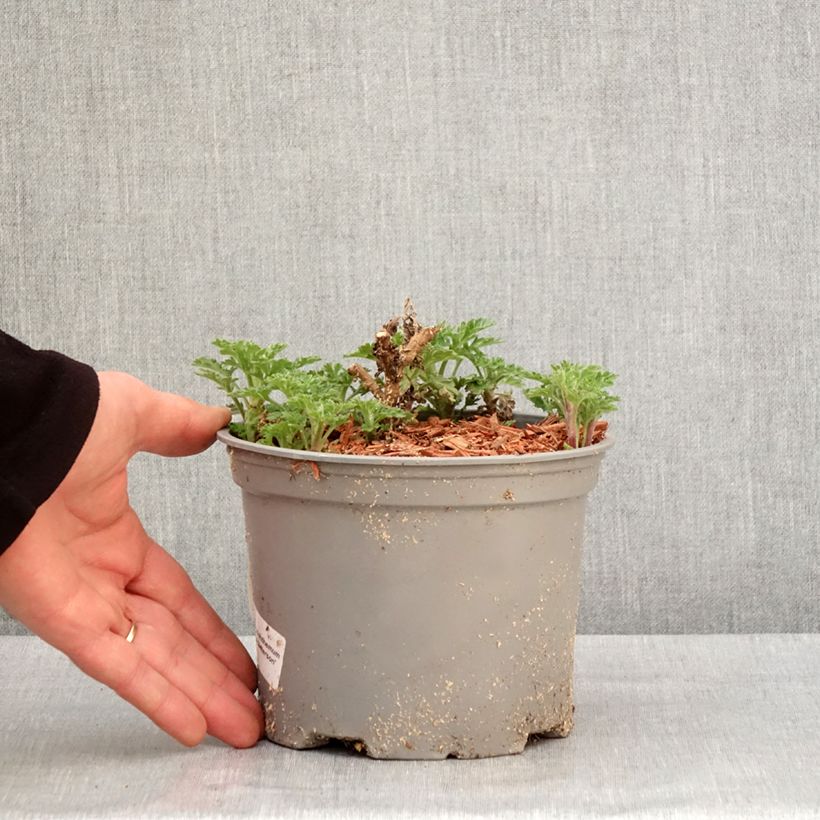 Chrysanthemum indicum Julia 2L/3L pot sample as delivered in winter