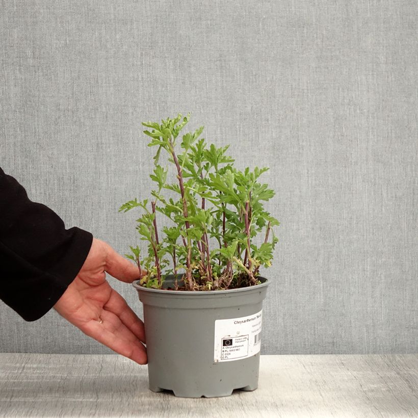 Chrysanthemum indicum Mei Kyo 2L/3L pot sample as delivered in spring