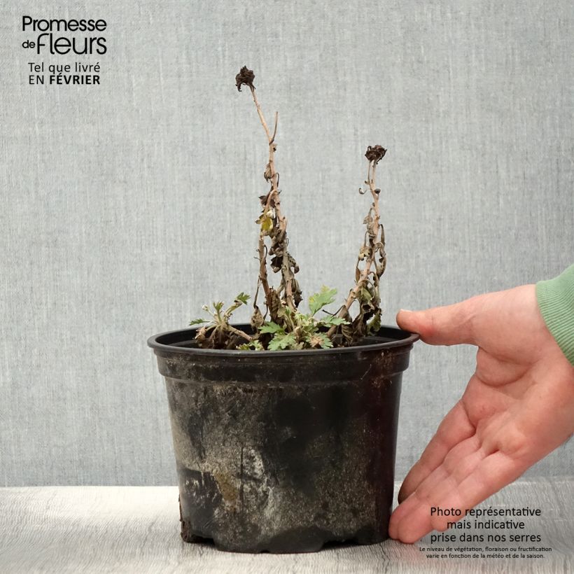 Chrysanthemum Oury 2L/3L pot sample as delivered in winter