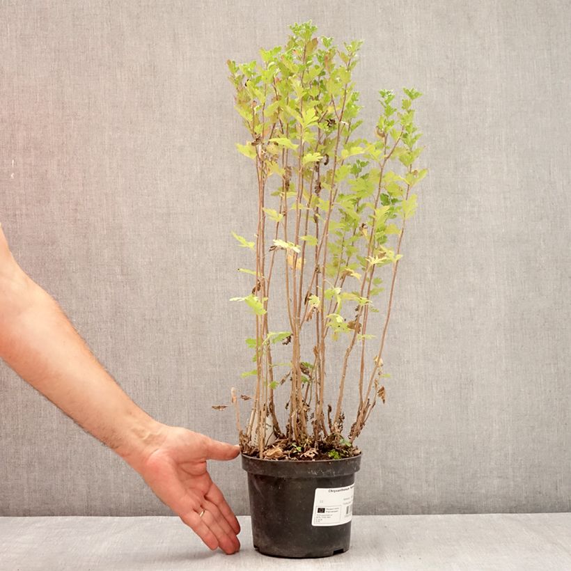 Chrysanthemum Rehauge 2L/3L pot sample as delivered in summer