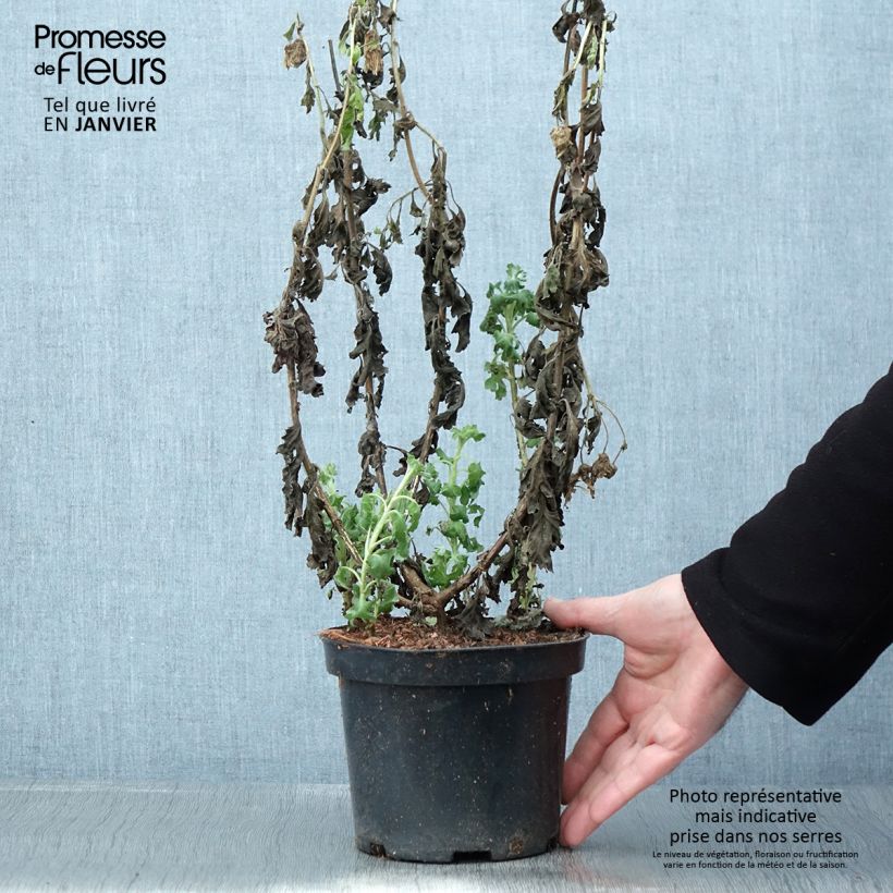 Chrysanthemum Poesie 2L/3L pot sample as delivered in winter