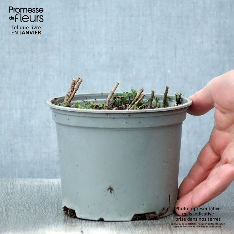 Chrysanthemum rubellum Clara Curtis 2L/3L pot sample as delivered in winter