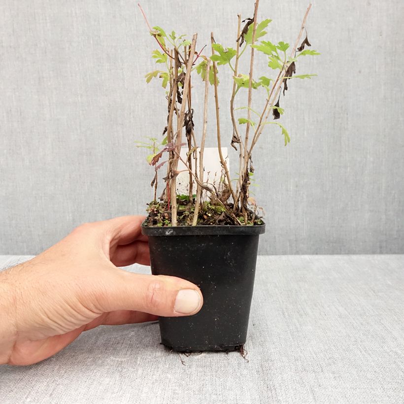Chrysanthemum Duchess of Edinburgh 8/9 cm pot sample as delivered in autumn