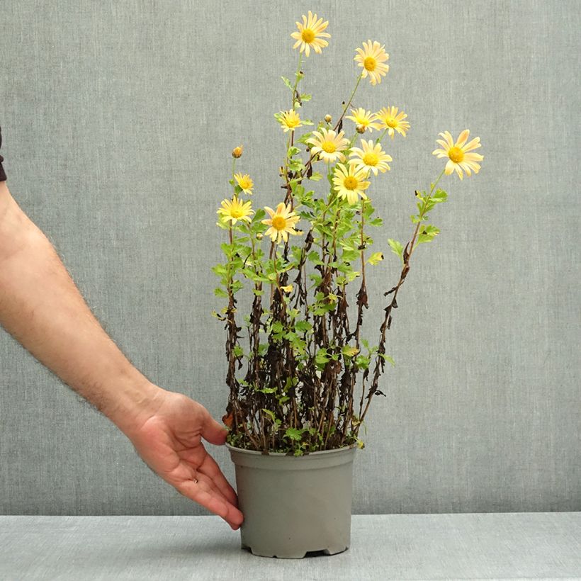 Chrysanthemum Mary Stoker 2L/3L pot sample as delivered in autumn