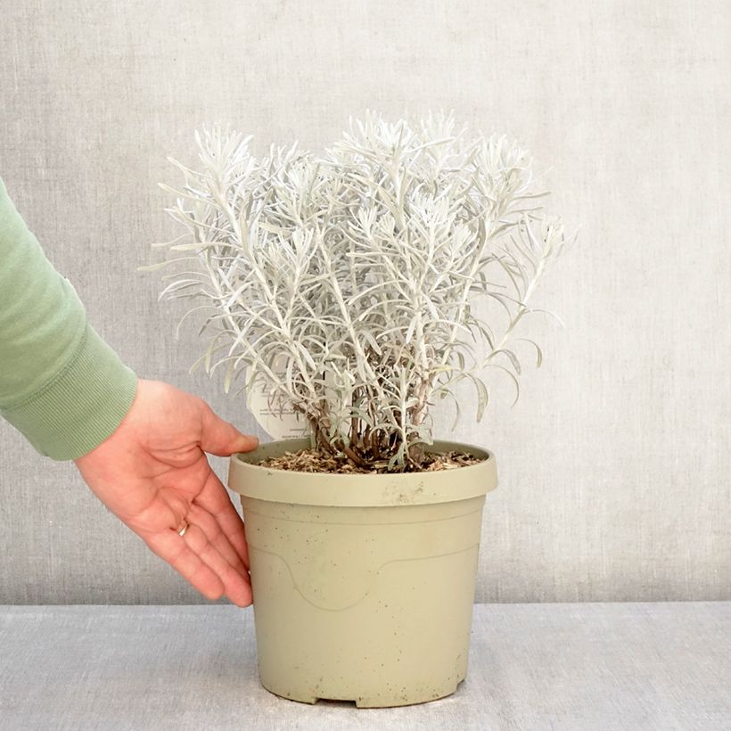 Chrysocephalum apiculatum Korma 3L/4L pot sample as delivered in winter