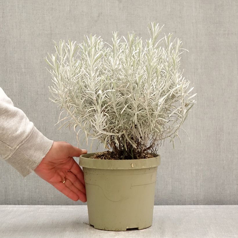 Chrysocephalum apiculatum Korma 3L/4L pot sample as delivered in spring