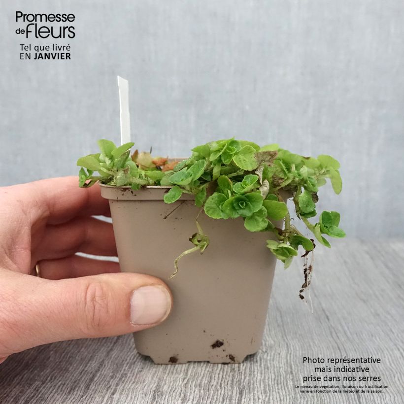 Chrysosplenium oppositifolium 8/9 cm pot sample as delivered in winter