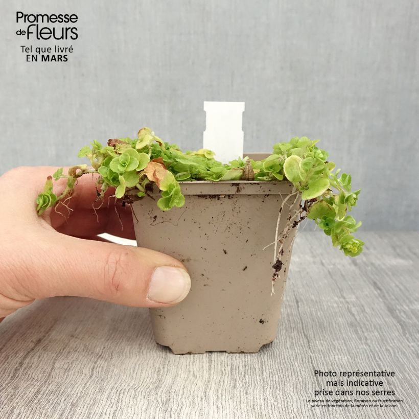 Chrysosplenium oppositifolium 8/9 cm pot sample as delivered in spring