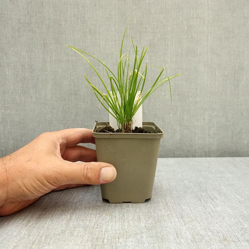 Chinese Chives plants - Allium tuberosum 8/9 cm pot sample as delivered in summer