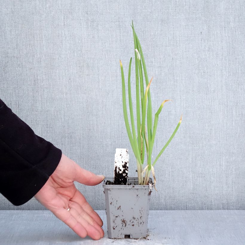 Allium fistulosum - Welsh onion 8/9 cm pot size I sample as delivered in spring